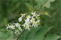 Solanum torvum